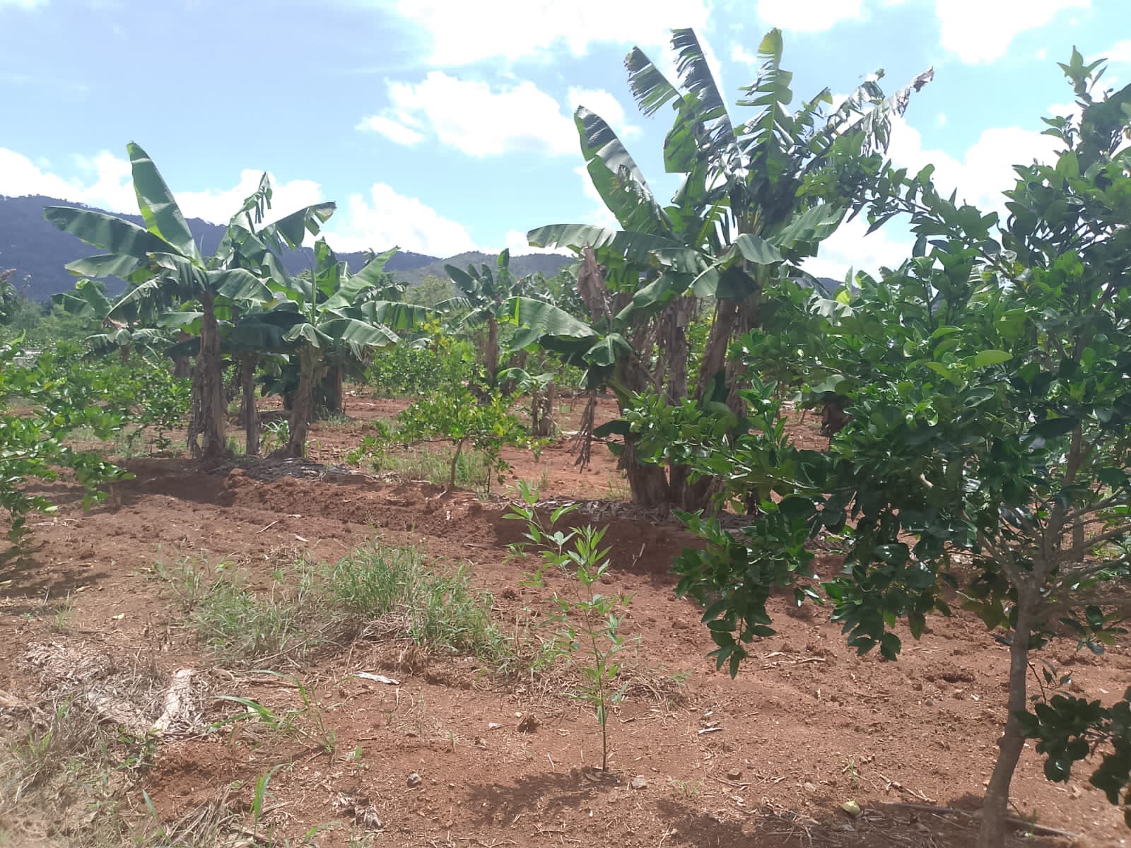 EN VENTA FINCA 98 TAREAS, YAMASA, RD en República Dominicana