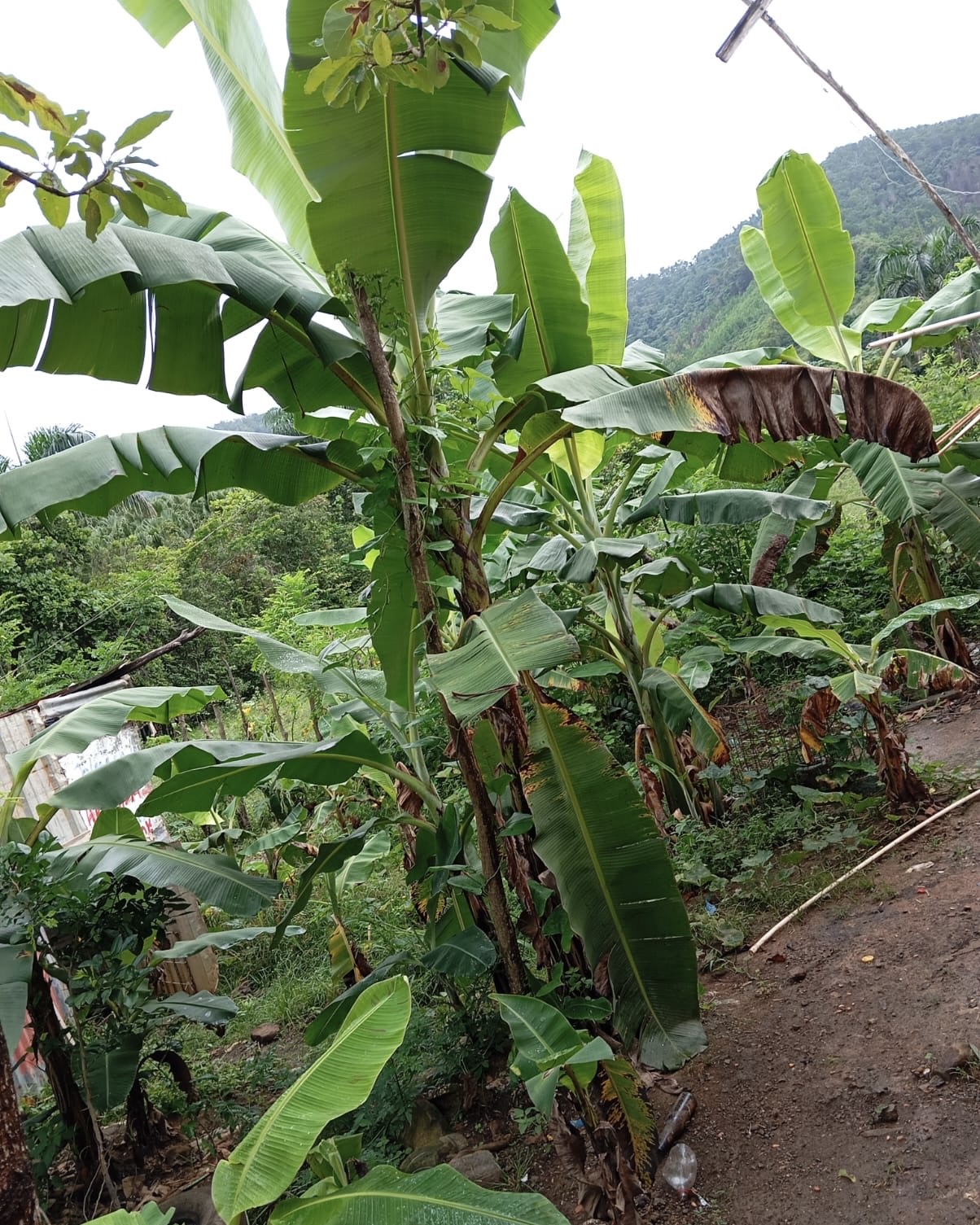 EN VENTA FINCA 98 TAREAS, YAMASA, RD en República Dominicana