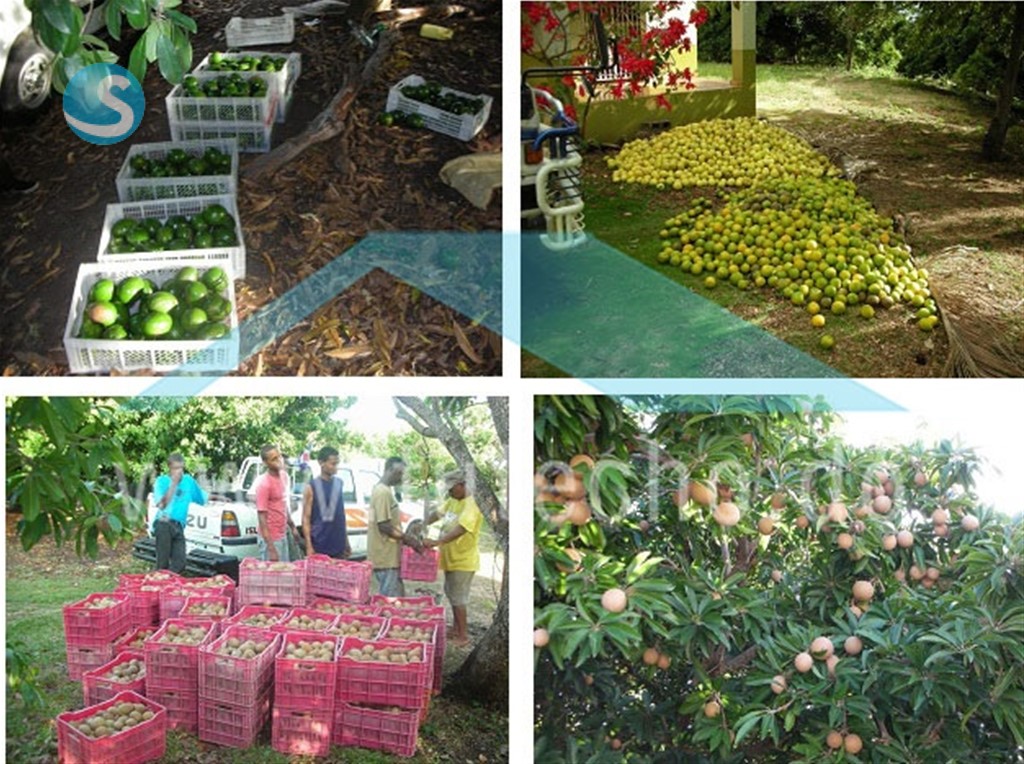 Finca productiva en San Cristóbal con sistema solar