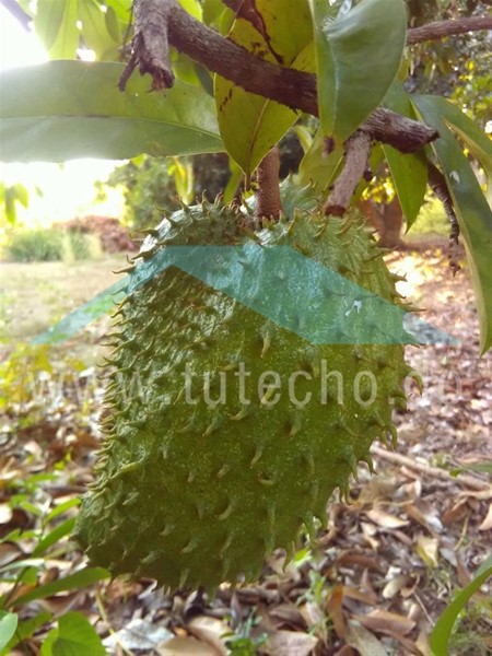Finca productiva en San Cristóbal con sistema solar en República Dominicana