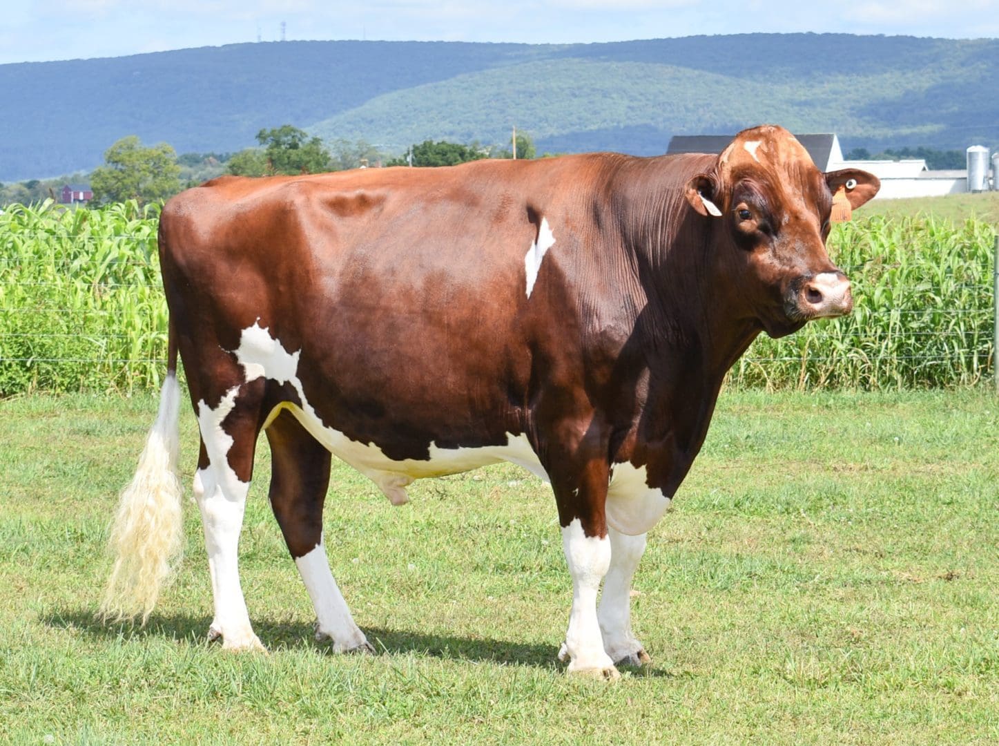HOLSTEIN Honor Cámara de Acción en República Dominicana