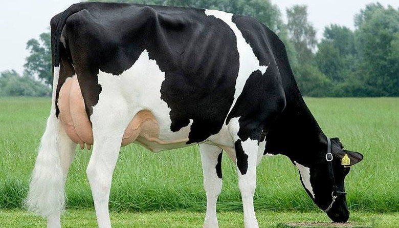 HOLSTEIN Honor Cámara de Acción en República Dominicana
