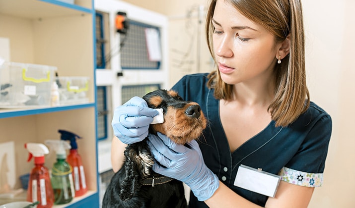Ayudante Veterinario Temporal Profesional