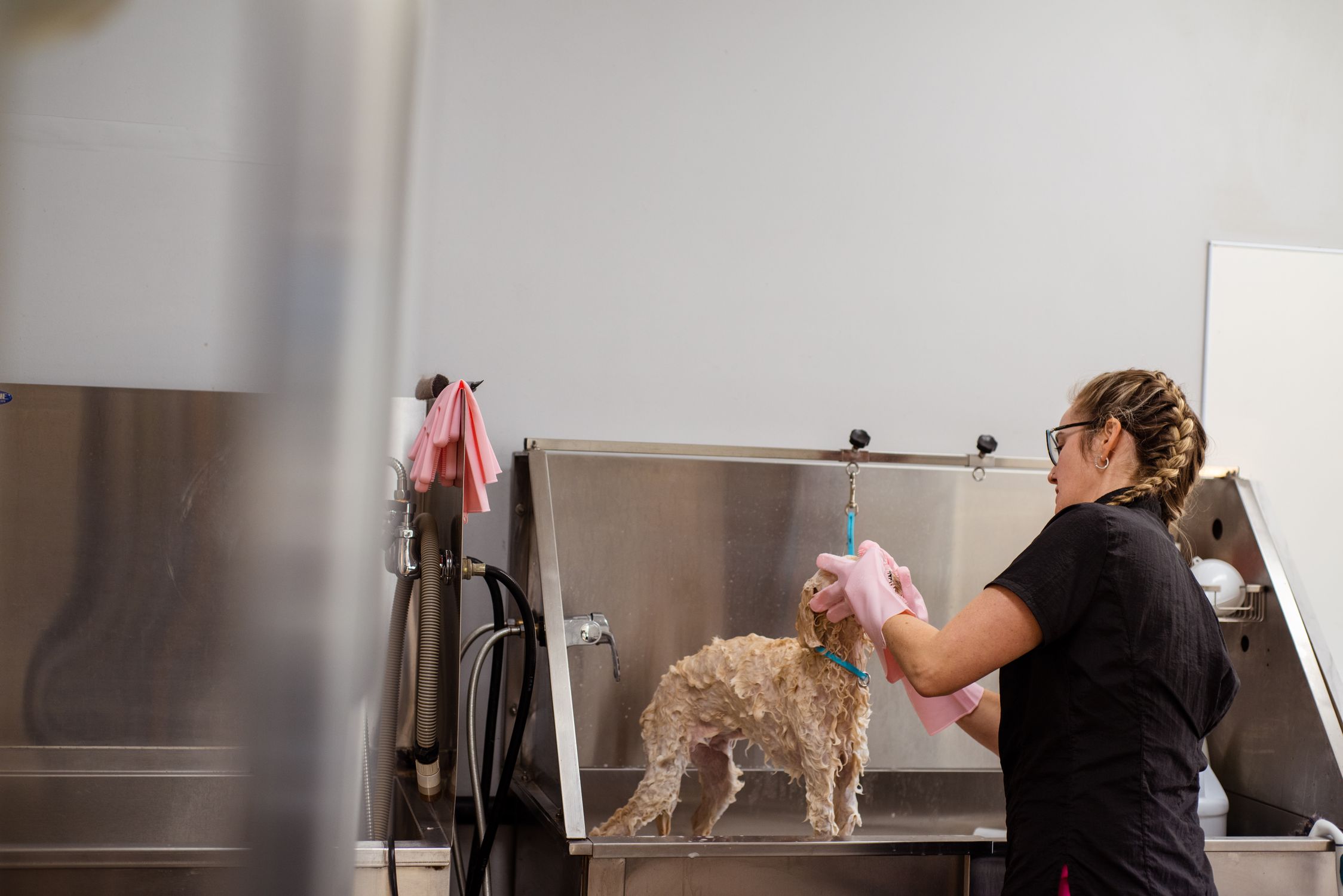 Especialista Baño y Aseo Canino Santiago
