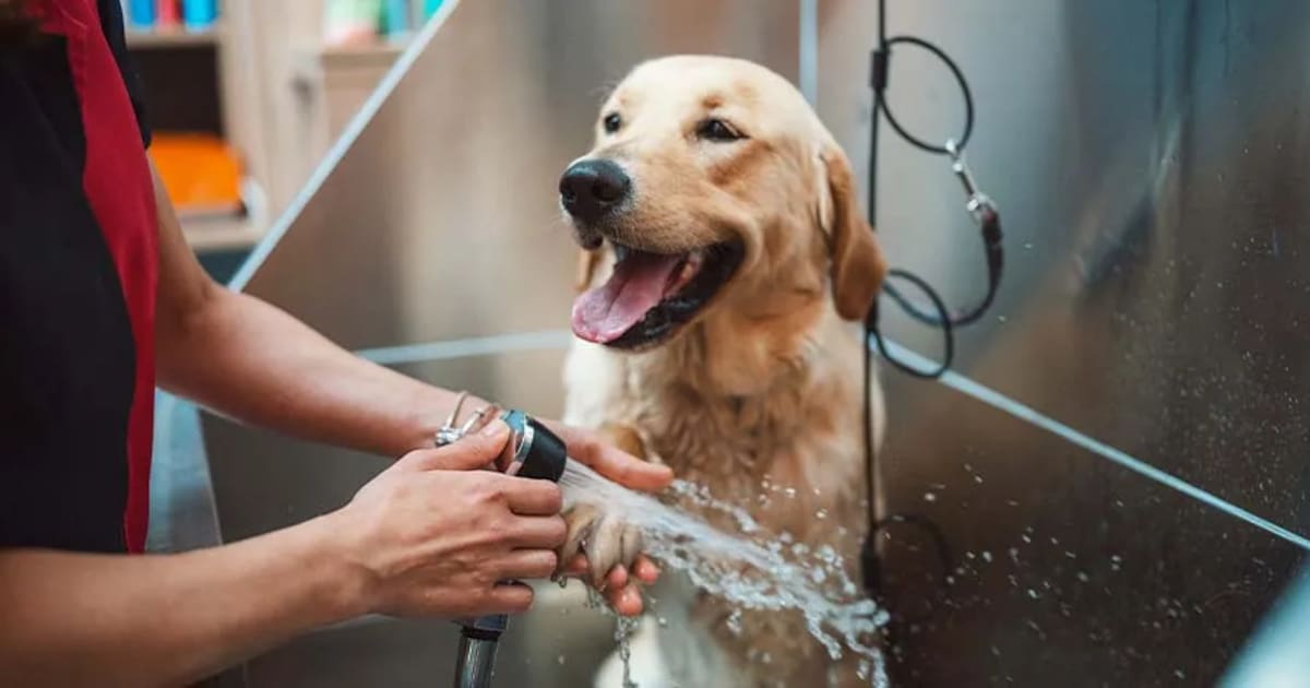 Cuidado y baño de perros profesional