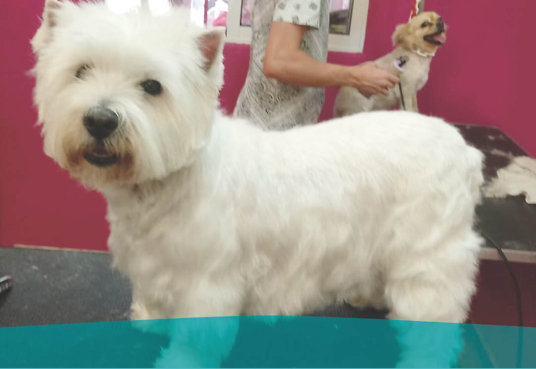 Veterinaria Santiago bañador para perros